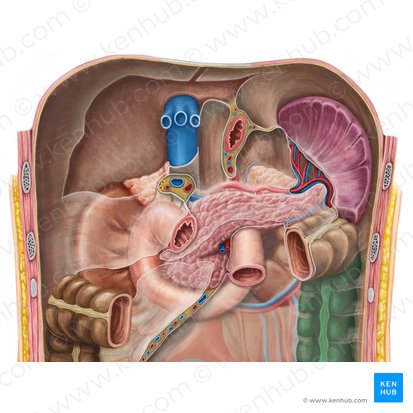 Colon descendente (Colon descendens); Imagen: Irina Münstermann