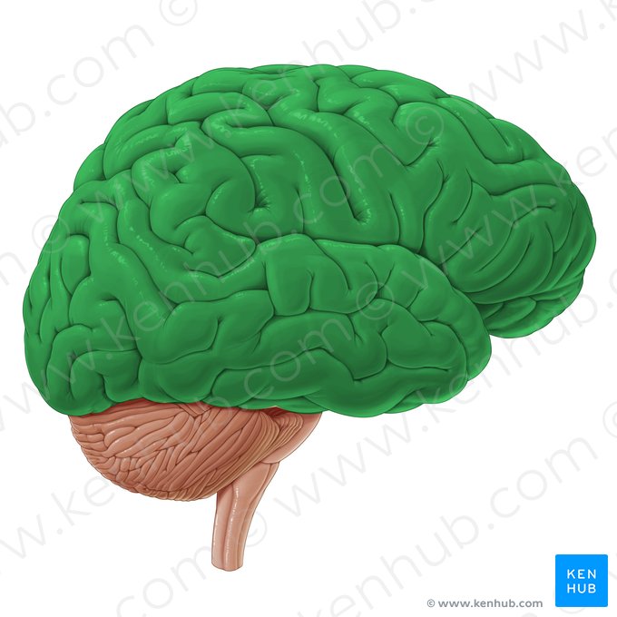 Cerebrum (Großhirn); Bild: Paul Kim