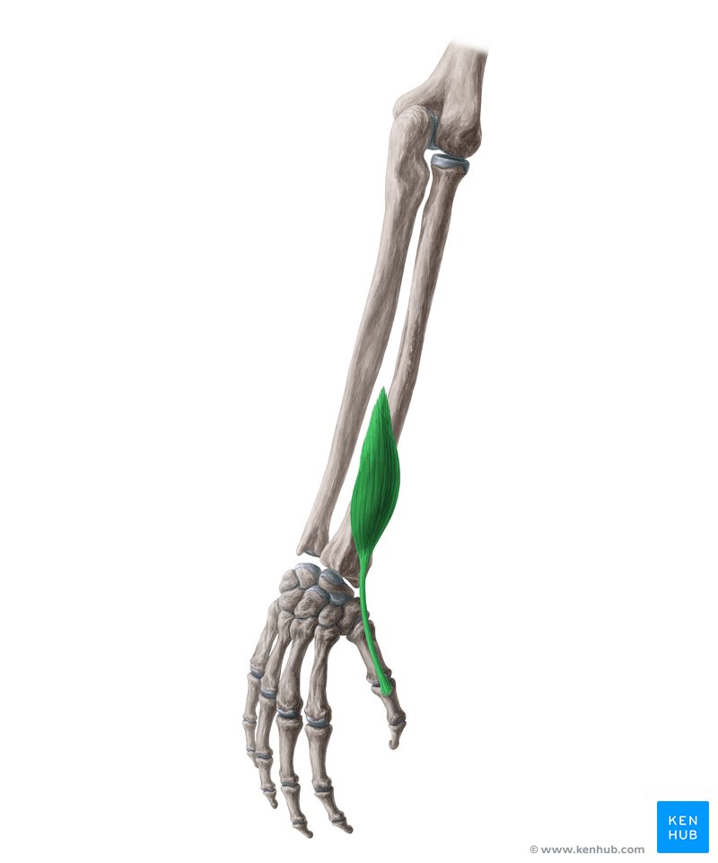 Extensor pollicis brevis muscle (Musculus extensor pollicis brevis)