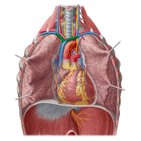 Brachiocephalic vein (Innominate vein)