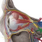 Pterygopalatine ganglion