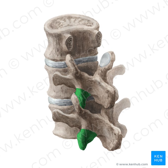 Proceso articular inferior de la vértebra (Processus articularis inferior vertebrae); Imagen: Liene Znotina