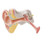 Ouvido externo e tuba auditiva