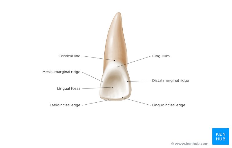 Lingual view of a maxillary central incisor: diagram