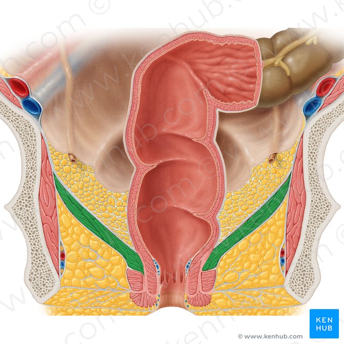 Musculus levator ani (Afterheber); Bild: Samantha Zimmerman