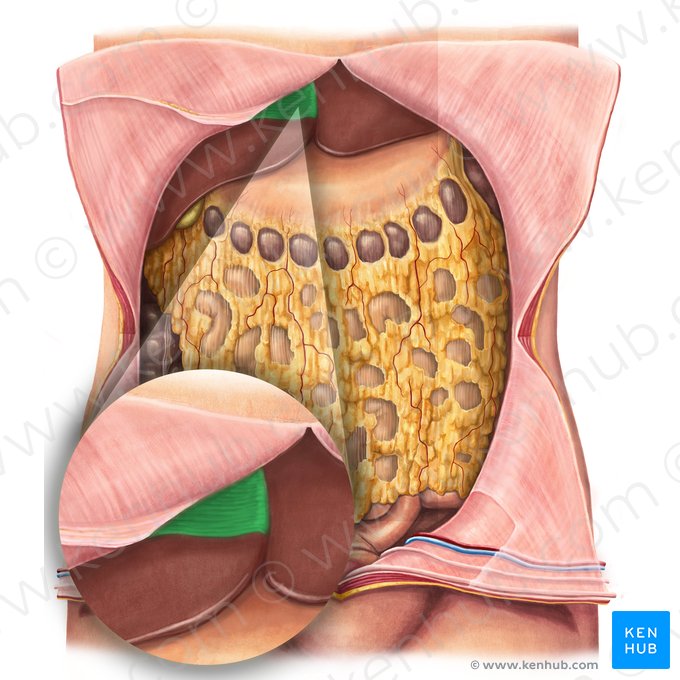 Ligamento falciforme do fígado (Ligamentum falciforme hepatis); Imagem: Irina Münstermann