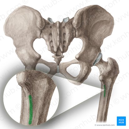 Linea pectinea ossis femoris (Kammlinie des Oberschenkelknochens); Bild: Liene Znotina