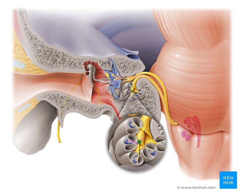 Spiral ganglion - ventral view