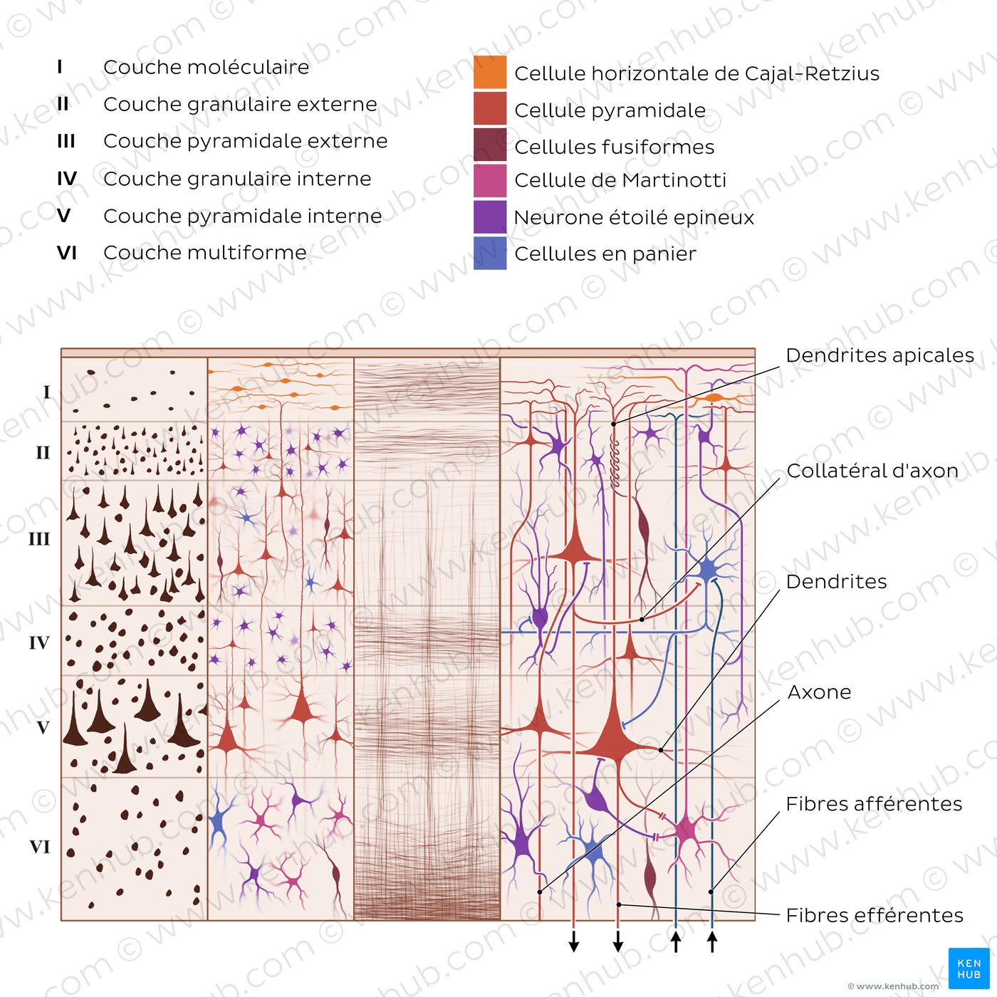 Structure histologique du cortex cérébral