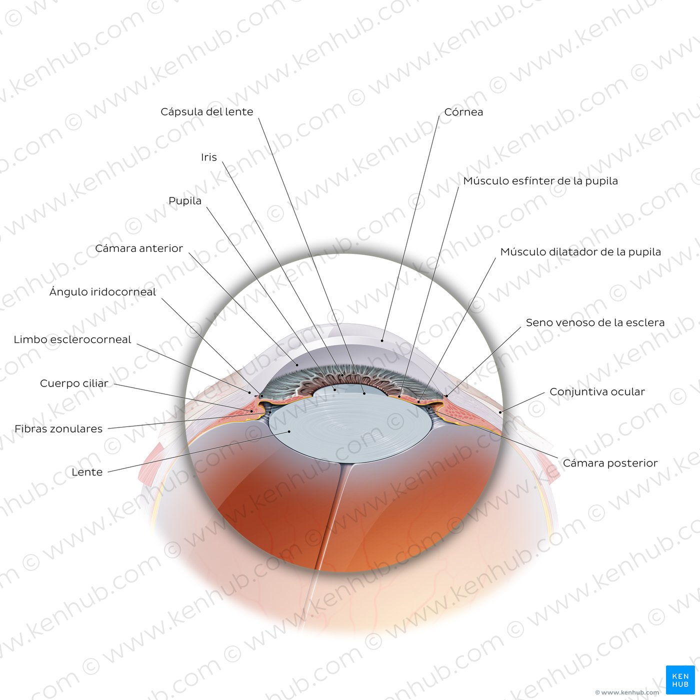 Porción anterior del globo ocular