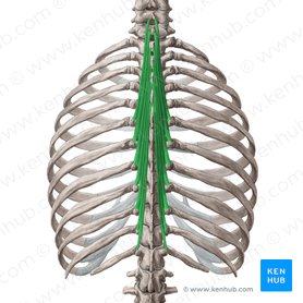 Semispinalis thoracis muscle (Musculus semispinalis thoracis); Image: Yousun Koh