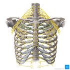 Medial pectoral nerve