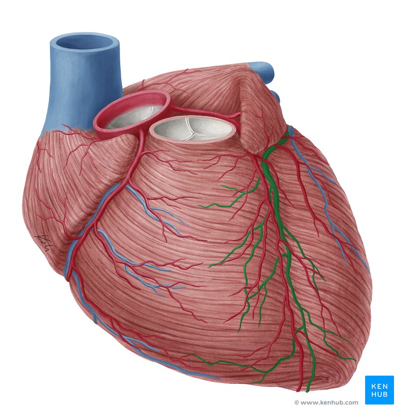 Great cardiac vein (Vena cardiaca magna)