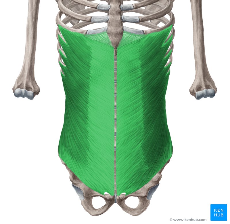 Anatomy of human abdominal muscles. | Zipper Pouch