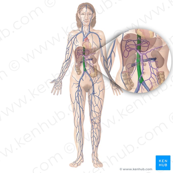 Vena cava inferior; Imagen: Begoña Rodriguez