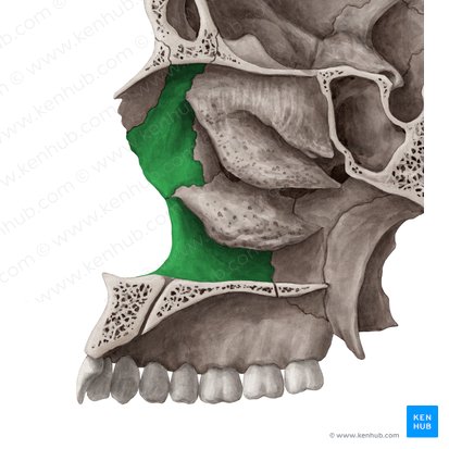 Facies nasalis maxillae (Nasenfläche des Oberkieferknochens); Bild: Yousun Koh
