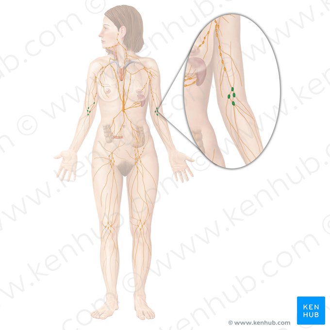 Cubital lymph nodes (Nodi lymphoidei cubitales); Image: Begoña Rodriguez