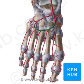 Dorsalis pedis artery: Anatomy, branches, supply | Kenhub
