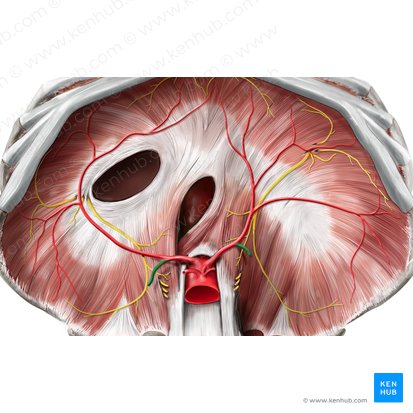 Artéria suprarrenal superior (Arteria suprarenalis superior); Imagem: Stephan Winkler