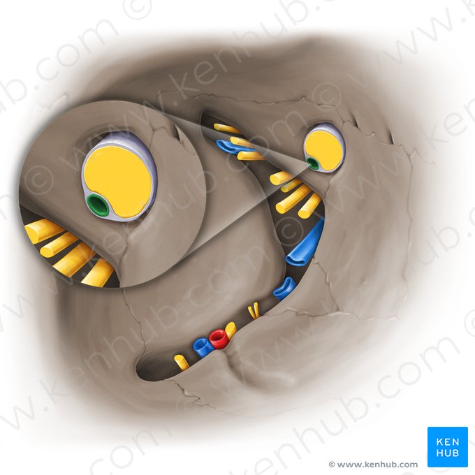 Arteria oftálmica (Arteria ophthalmica); Imagen: Paul Kim