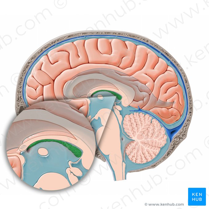 Choroid plexus of third ventricle (Plexus choroideus ventriculi tertii); Image: Paul Kim