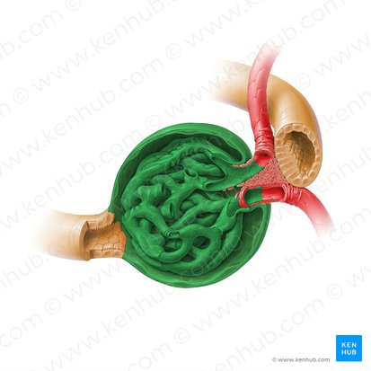 Renal corpuscle (Corpusculum renale); Image: Paul Kim