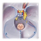 Petrosal sinuses