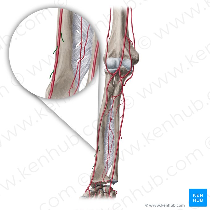 Ramos musculares da artéria radial (Rami musculares arteriae radialis); Imagem: Yousun Koh