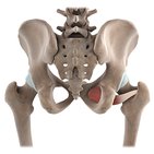 Obturator externus muscle (3D)