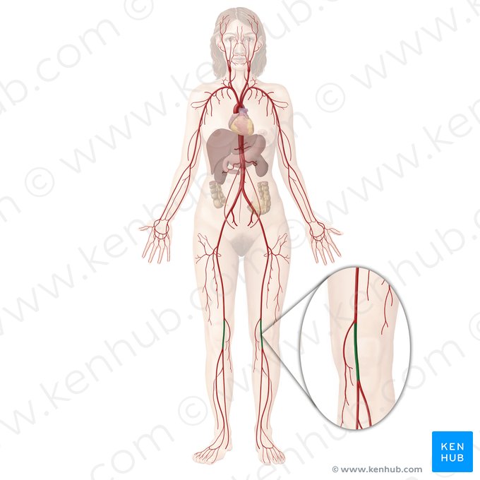 Popliteal artery (Arteria poplitea); Image: Begoña Rodriguez