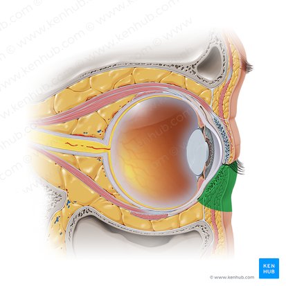 Inferior eyelid (Palpebra inferior); Image: Paul Kim