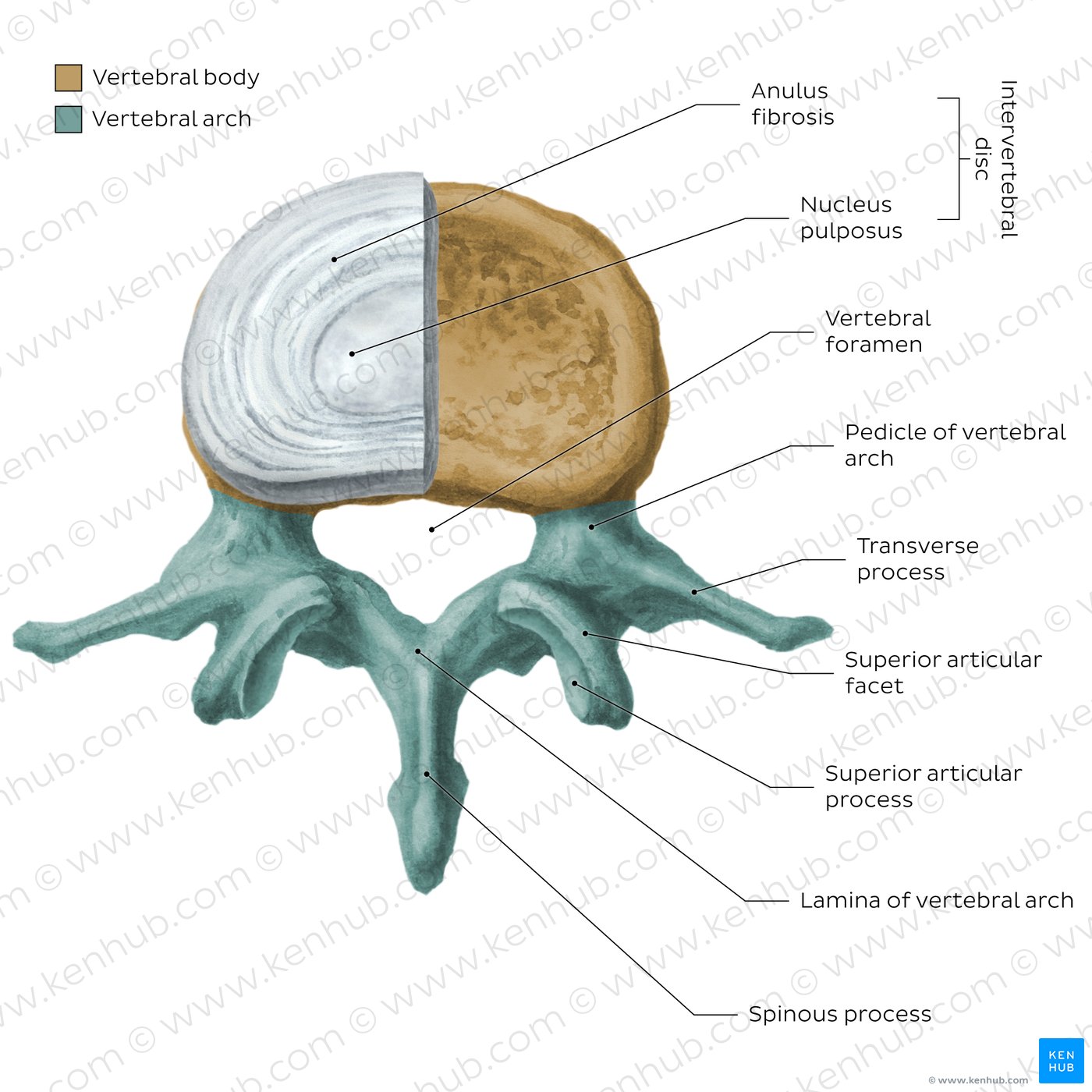 Anatomy of the typical lumbar vertebra (diagram)