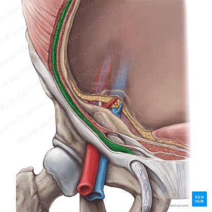 Músculo oblíquo interno do abdome (Musculus obliquus internus abdominis); Imagem: Hannah Ely