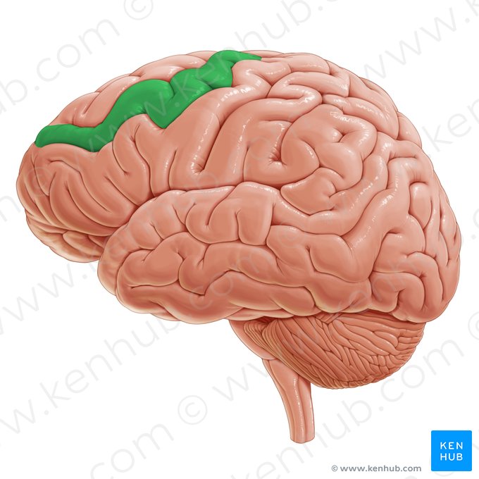 Gyrus frontalis medius (Mittlere Stirnwindung); Bild: Paul Kim