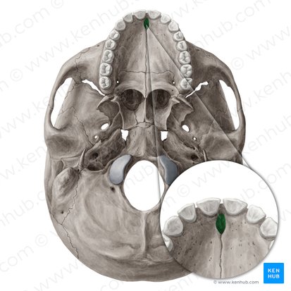 Incisive foramen (Foramen incisivum); Image: Yousun Koh