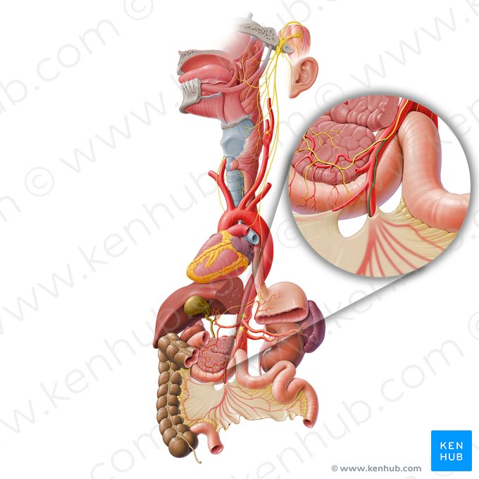 Intestinal branch of vagus nerve (Ramus intestinalis nervi vagi); Image: Paul Kim