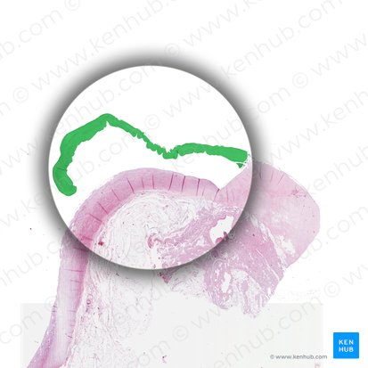 Aortic valve (Valva aortae); Image: Yousun Koh