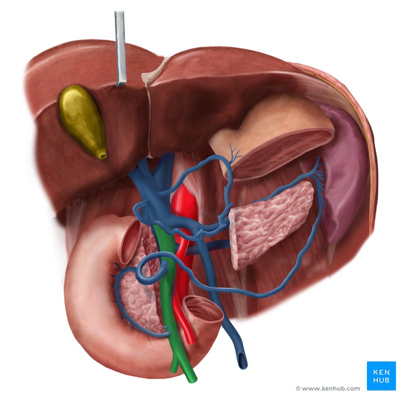 Superior mesenteric vein  (Vena mesenterica superior)