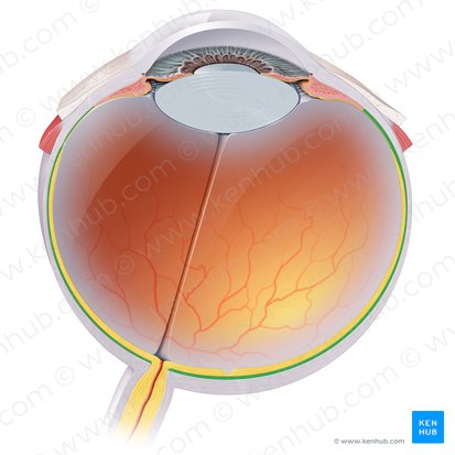 Coroide (Choroidea); Imagem: Paul Kim