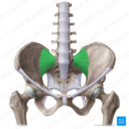 Ligamento sacroilíaco anterior (Ligamentum sacroiliacum anterius); Imagem: Liene Znotina