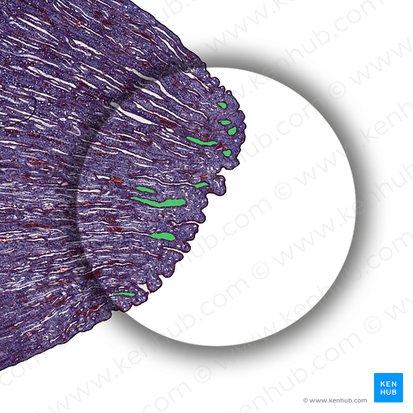 Renal papillary duct (Ductus papillaris renalis); Image: 