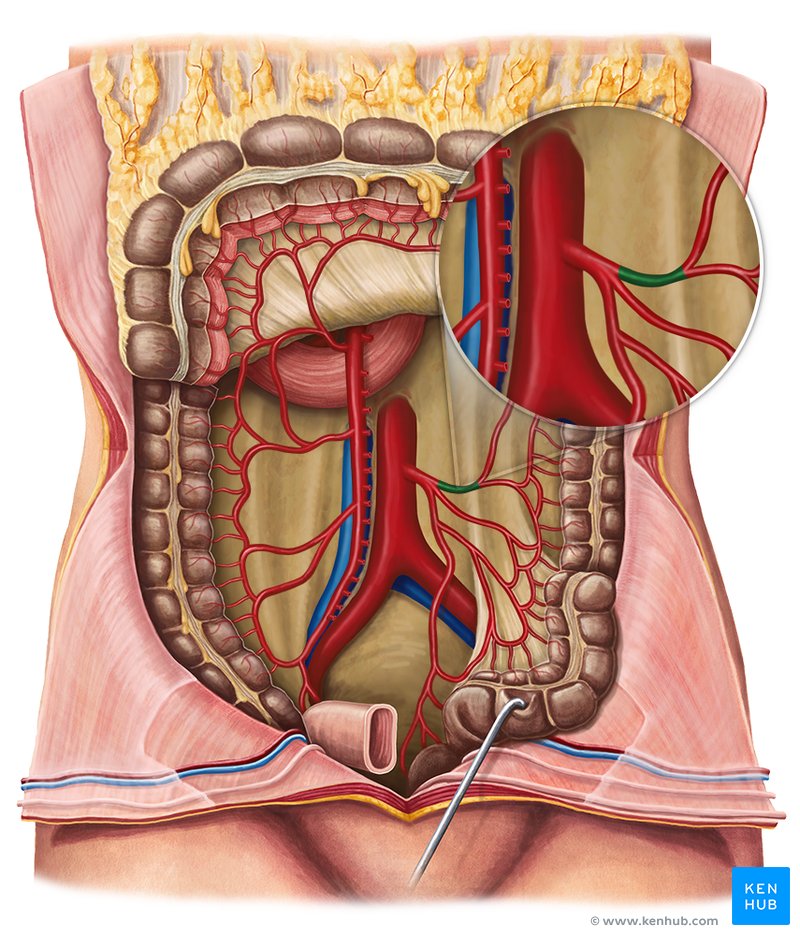 Left colic artery Anatomy, branches, supply Kenhub