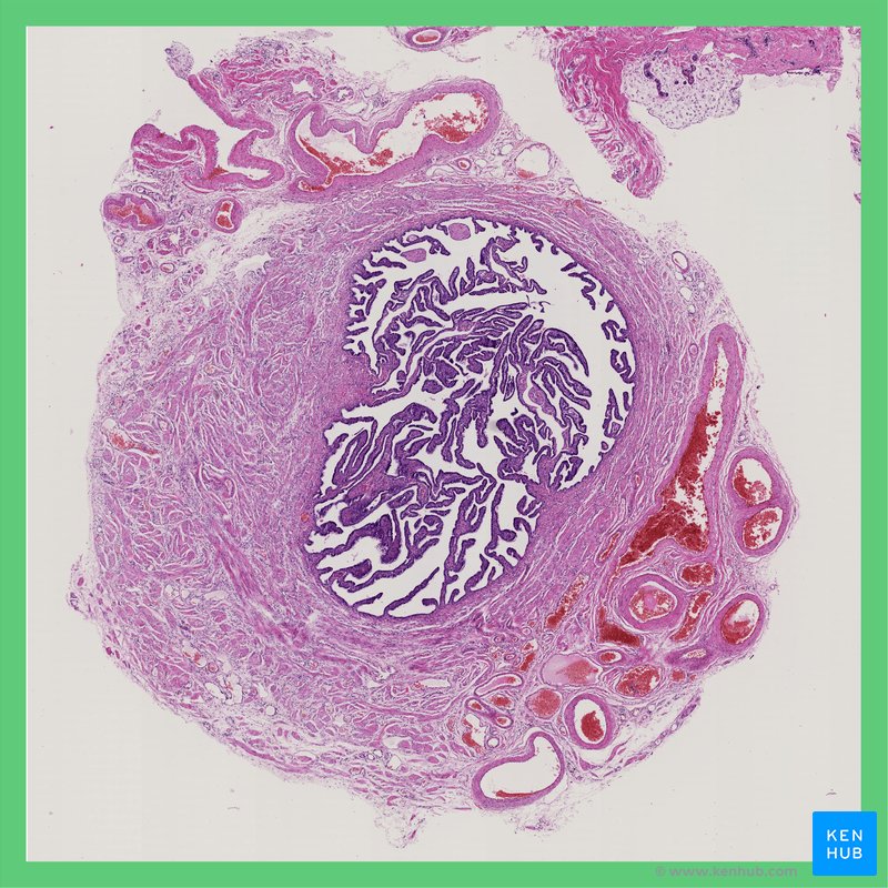 Uterine tubes (histological slide)