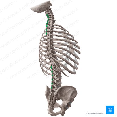 Músculos interespinosos (Musculi interspinales); Imagen: Yousun Koh
