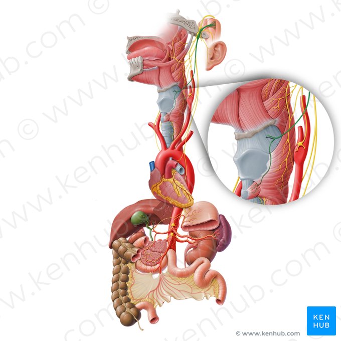 Nervus laryngeus superior (Oberer Kehlkopfnerv); Bild: Paul Kim