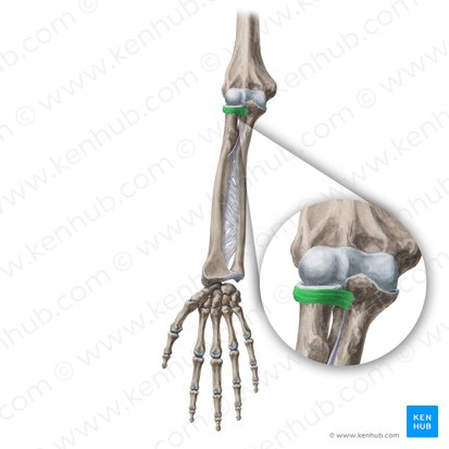 Anular ligament of radius (Ligamentum anulare radii); Image: Yousun Koh