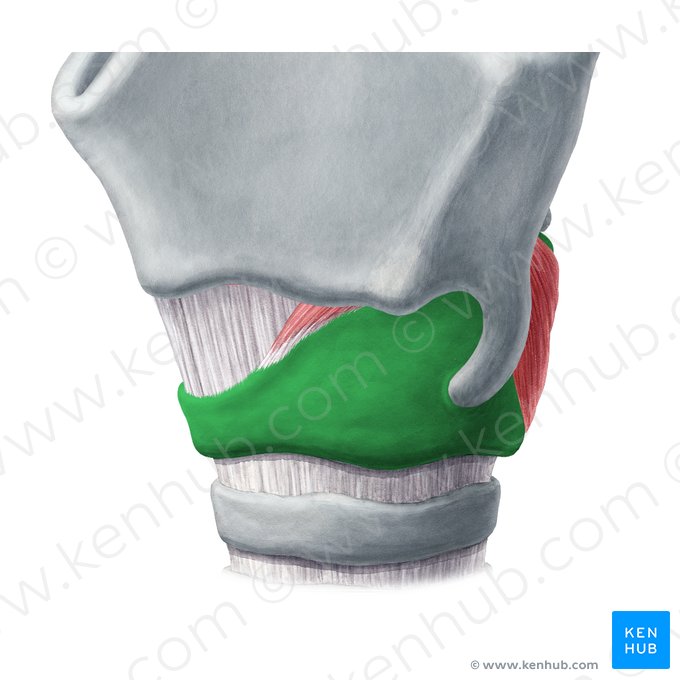 Cartilagem cricóidea (Cartilago cricoidea); Imagem: Yousun Koh