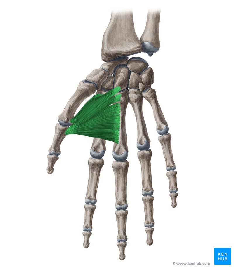 Adductor pollicis muscle (Musculus adductor pollicis)