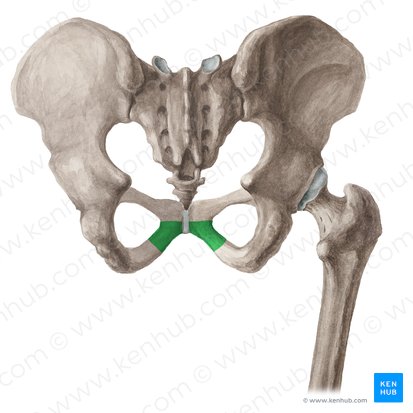 Rama inferior del pubis (Ramus inferior ossis pubis); Imagen: Liene Znotina