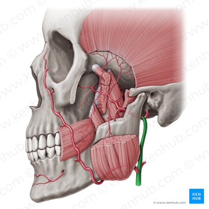 External carotid artery (Arteria carotis externa); Image: Paul Kim